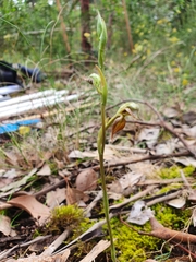 Pterostylis squamata