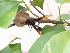 Delta pyriforme circinale