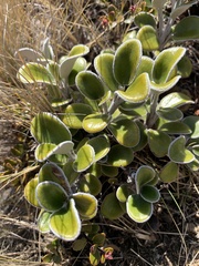 Brachyglottis bidwillii