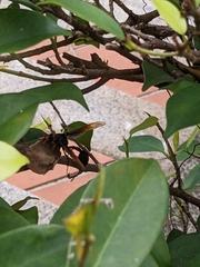 Delta pyriforme circinale