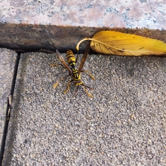 Polistes rothneyi