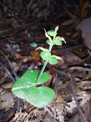 Acianthus sinclairii