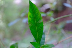 Prostanthera lasianthos