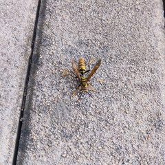 Polistes rothneyi