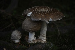 Amanita ibotengutake