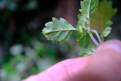 Prostanthera melissifolia