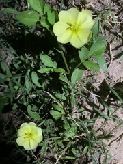 Oenothera drummondii