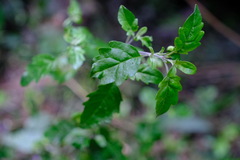 Prostanthera melissifolia