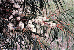 Eucalyptus pulchella