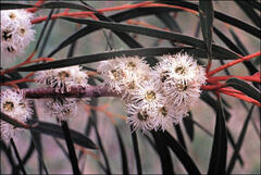 Eucalyptus pulchella