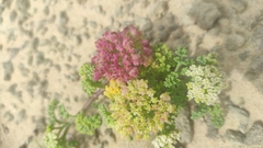 Dasispermum suffruticosum