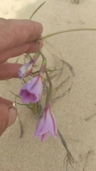 Gladiolus gueinzii