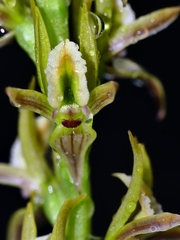 Prasophyllum pruinosum