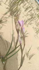 Gladiolus gueinzii