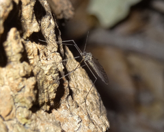 Trichocera