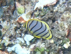 Chaetodon meyeri