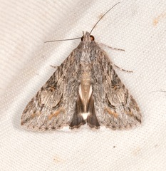 Melipotis jucunda