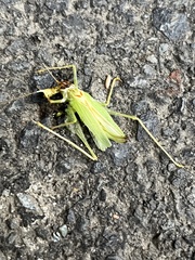 Nipponomeconema mutsuense