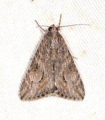 Melipotis jucunda