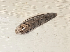 Megapallifera mutabilis