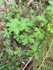 Geranium homeanum