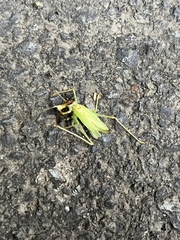 Nipponomeconema mutsuense