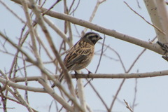 Emberiza citrinella × leucocephalos