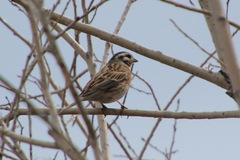 Emberiza citrinella × leucocephalos