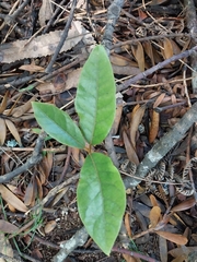 Beilschmiedia tarairi