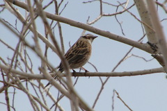 Emberiza citrinella × leucocephalos