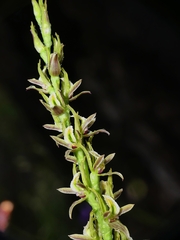 Prasophyllum pruinosum