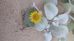 Arctotheca populifolia