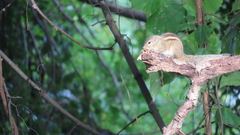 Funambulus palmarum