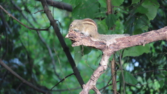 Funambulus palmarum
