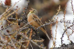Emberiza hortulana