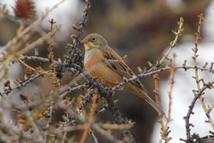 Emberiza hortulana