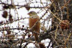 Emberiza hortulana