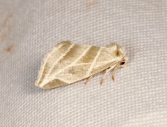 Plagiomimicus tepperi