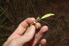 Alyxia spicata
