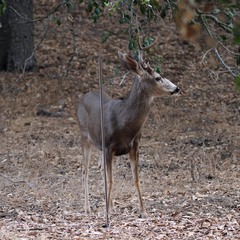 Odocoileus hemionus californicus