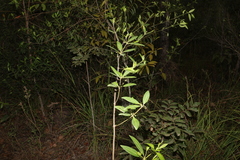 Alyxia spicata