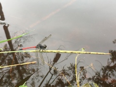 Agrionoptera insignis