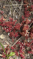 Crassula expansa