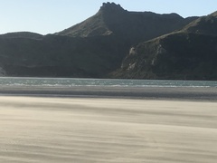 Larus dominicanus dominicanus