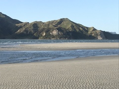 Larus dominicanus dominicanus