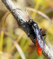 Protichneumon