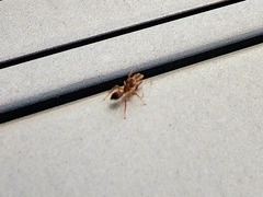 Myrmarachnini