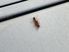 Myrmarachnini