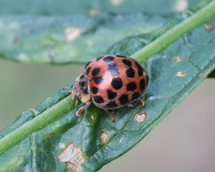 Henosepilachna vigintisexpunctata