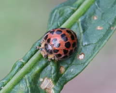 Henosepilachna vigintisexpunctata